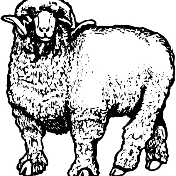 Lamb Thumbnail