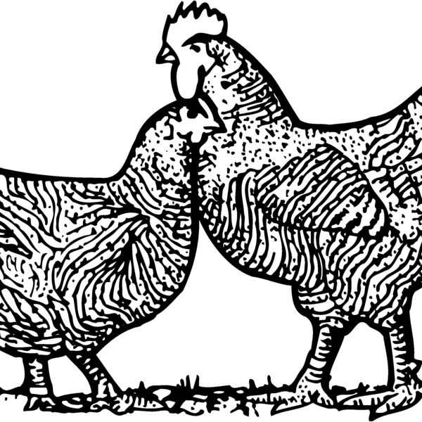 Chicken Thumbnail