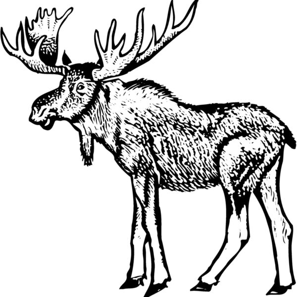 Moose Thumbnail
