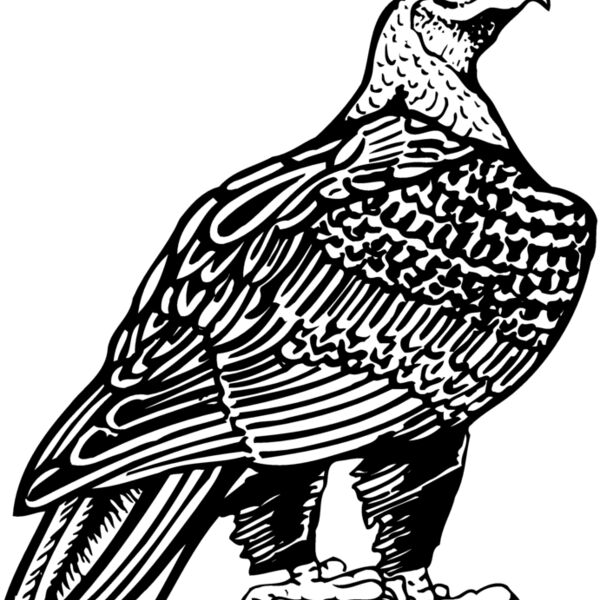 Eagle Thumbnail