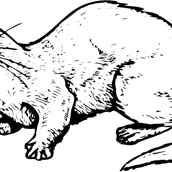 Otter Thumbnail