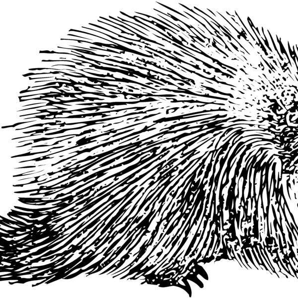 Porcupine Thumbnail