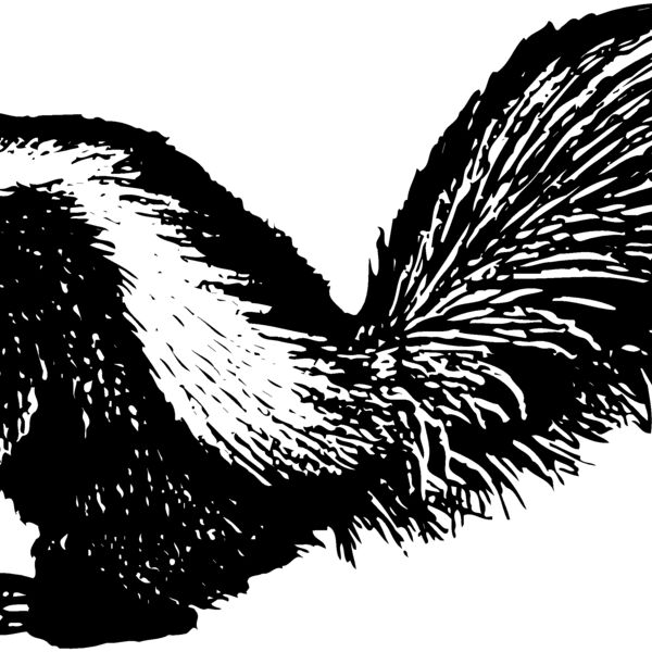 Skunk Thumbnail