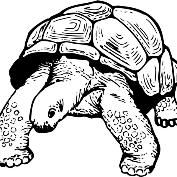 Turtles Thumbnail